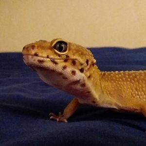 Meet your Posher, Charles